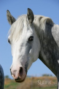 Obrazek